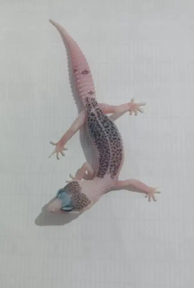 GECKO SUPER PIED ( LINE XTREME PIED )
