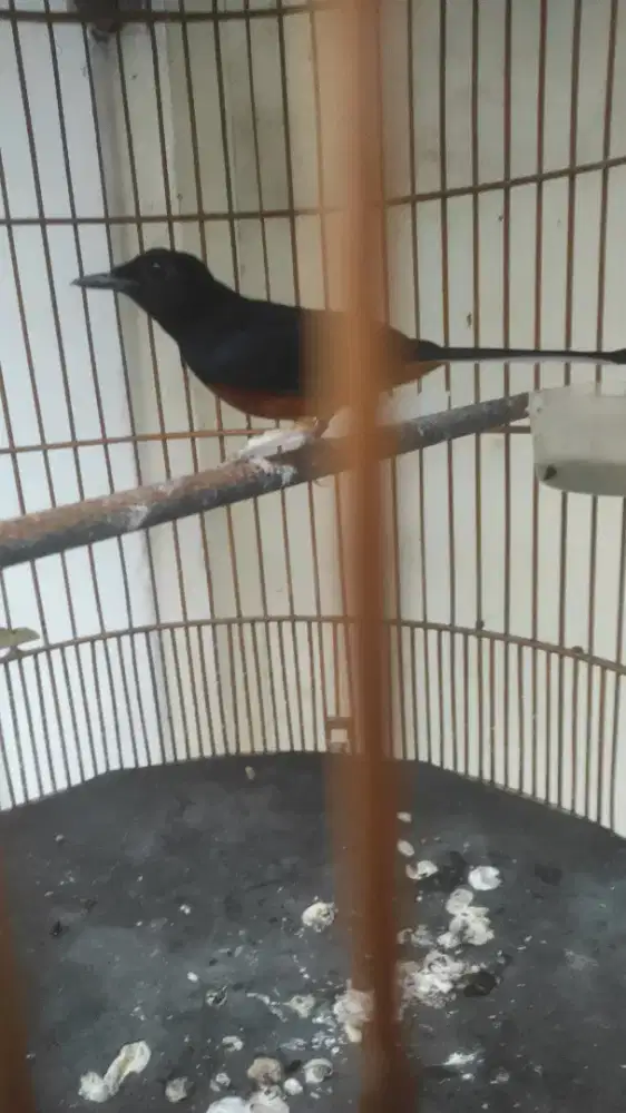 Gacor 24jam bunyi prestasi fullset