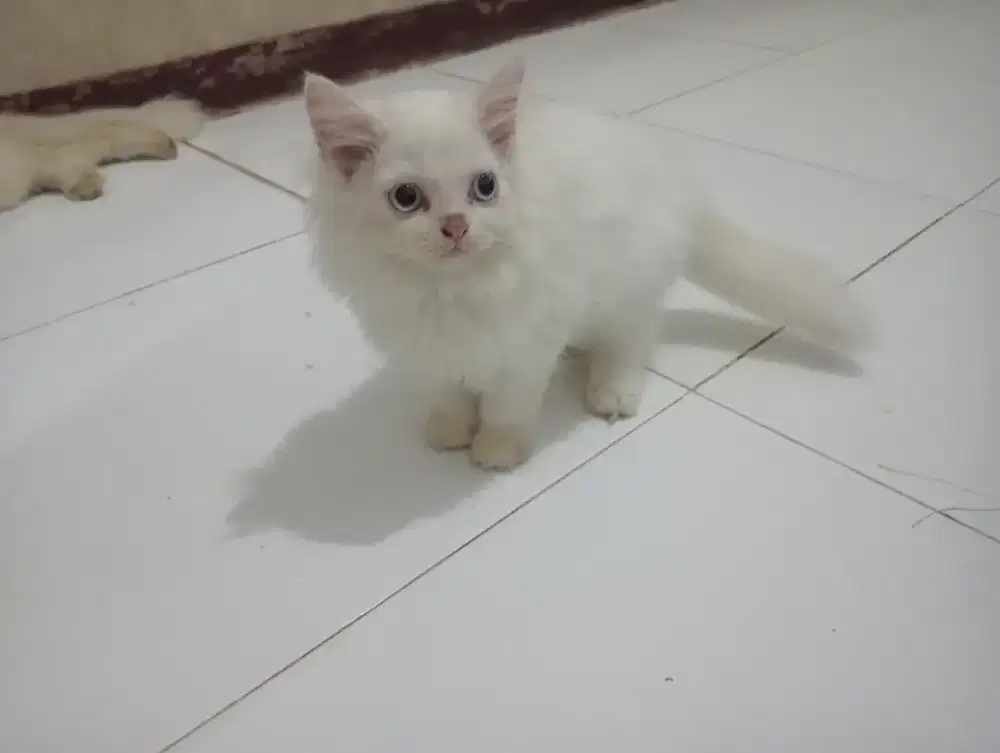 Persia longhair 3 bulan