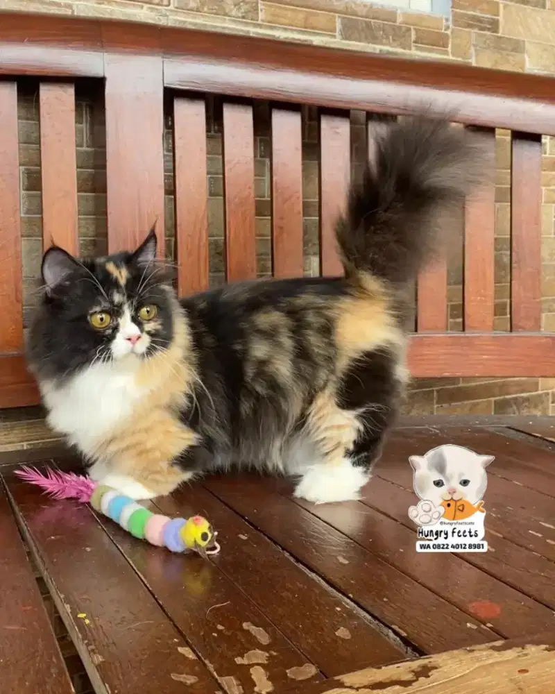 KUCING MUNCKIN BETINA CEBOL (kaki super pendek)