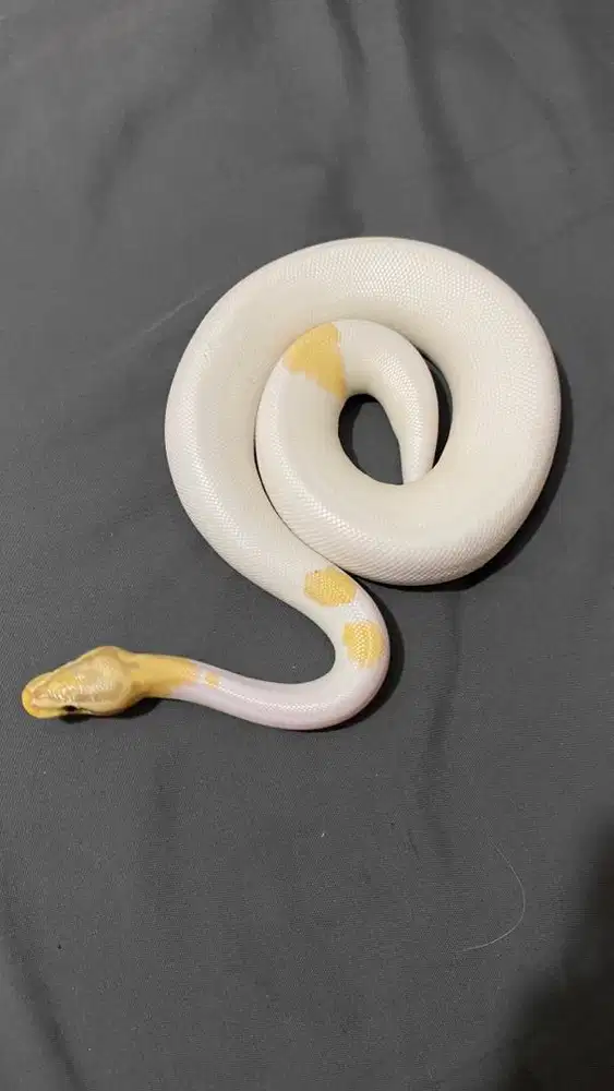 JUVE, banana pastel het pied X pied.
