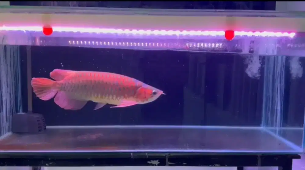Arowana Super Red Size 50cm