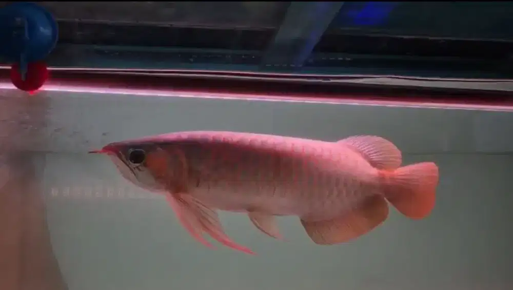 Arowana Super Red Size 42cm