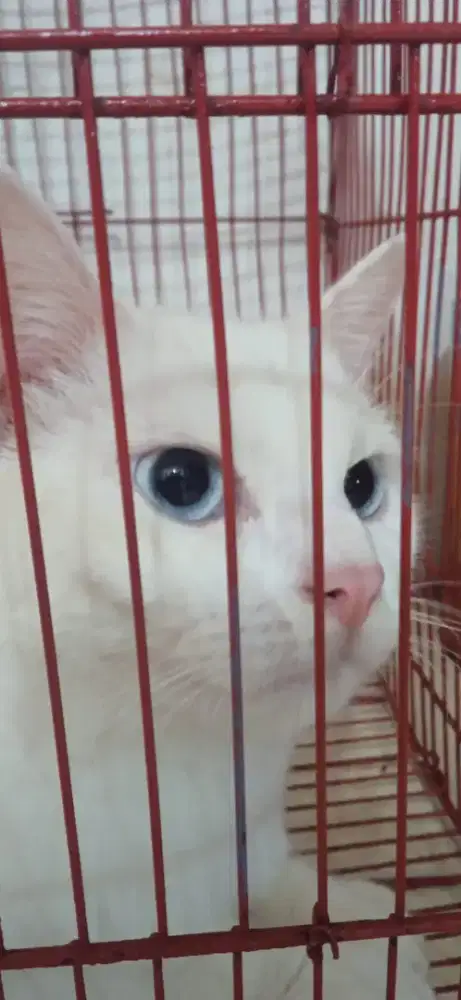 Dijual kucing putih jenis anggora