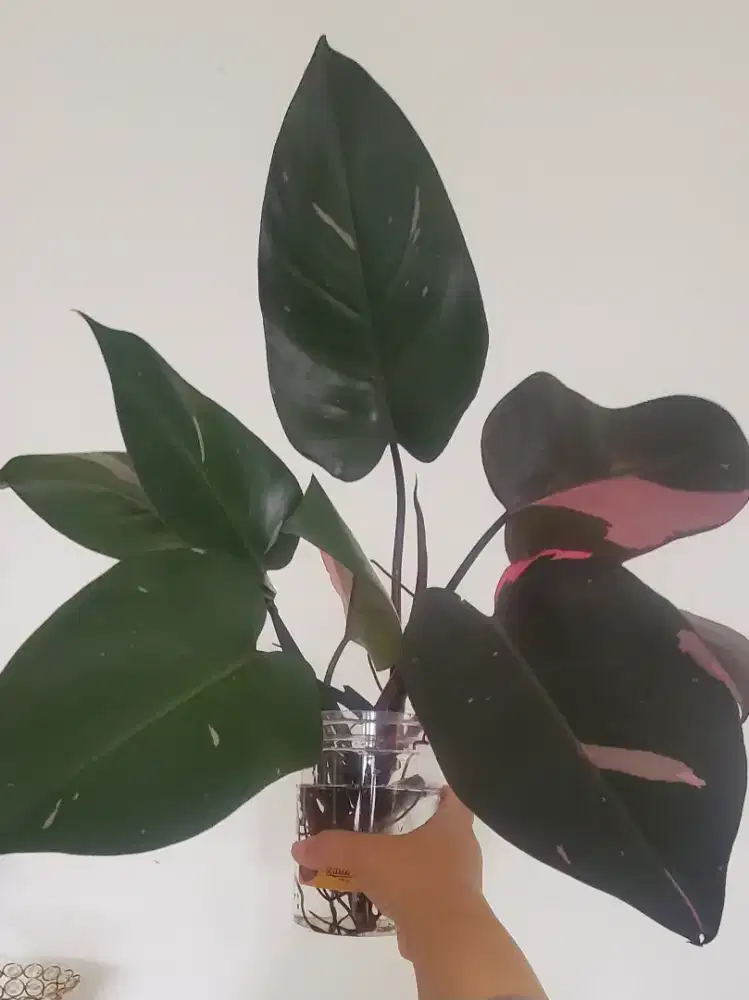 Tanaman Philo Pink Princess