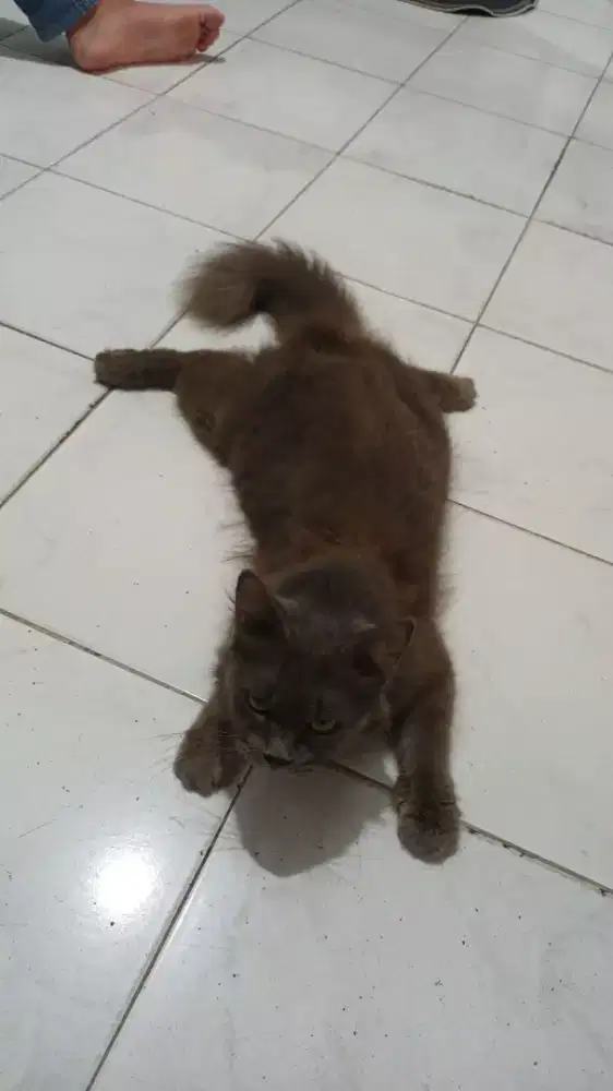 Dijual kucing persia anggora