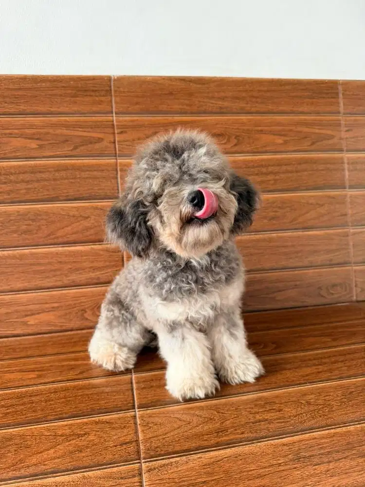 Toy Poodle Silver Grey Male - Sehat Lincah Vaksin Surat Lengkap