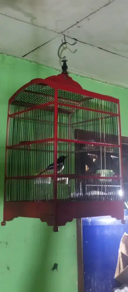 Kacer body panjang mulus