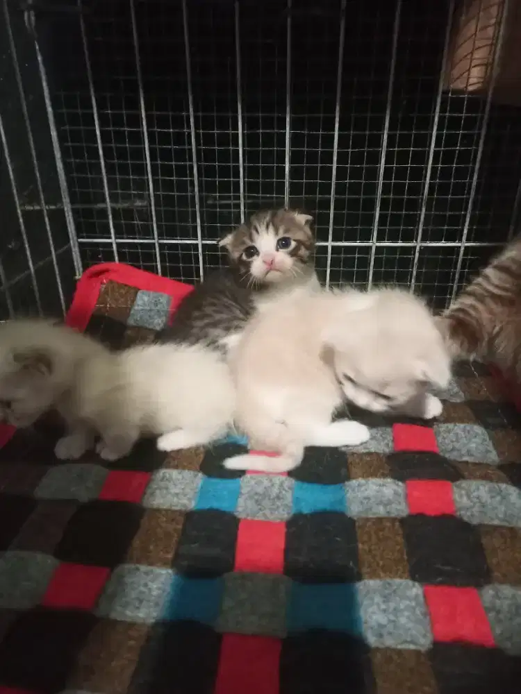 Borongan kucing indukan Scottish mix ash berikut anaknya 3 ekor murmer