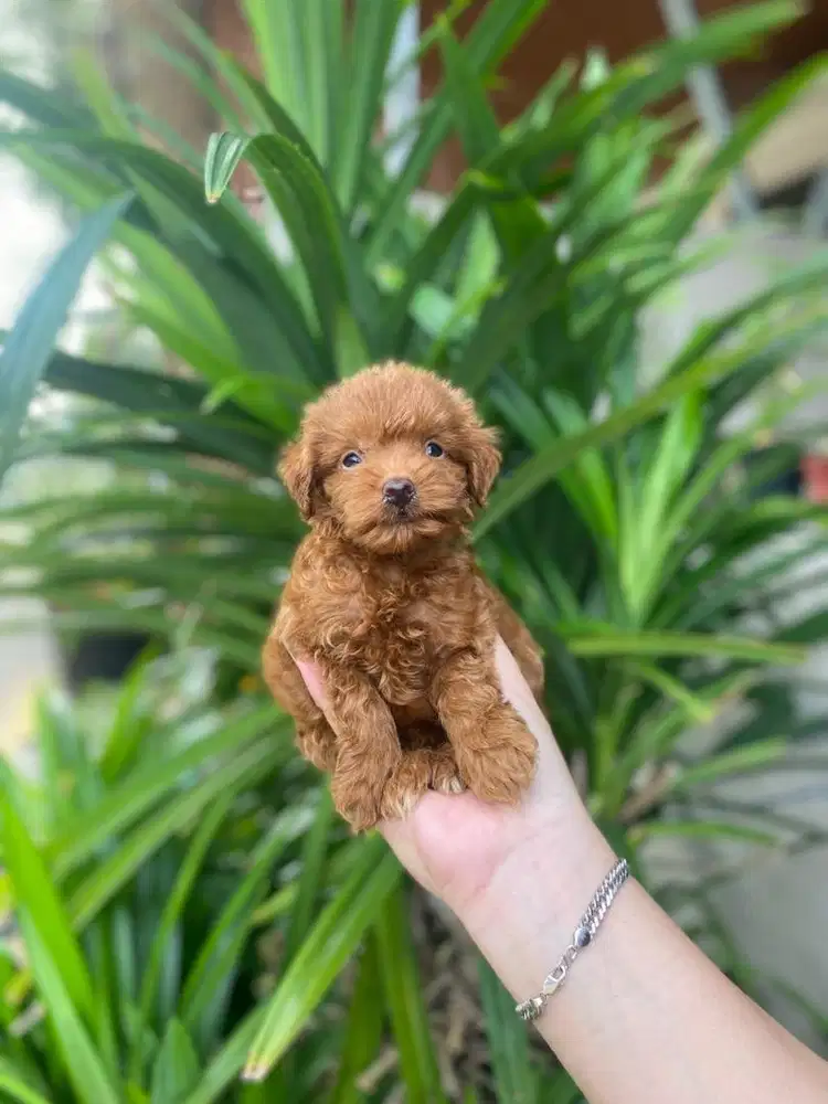 Red Toy Poodle Mix