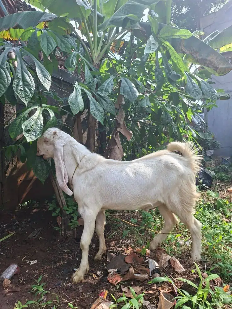 kambing kurban etawa senduro