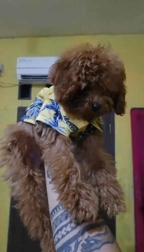 dog poodle usia 3 bulan sudah vaksin