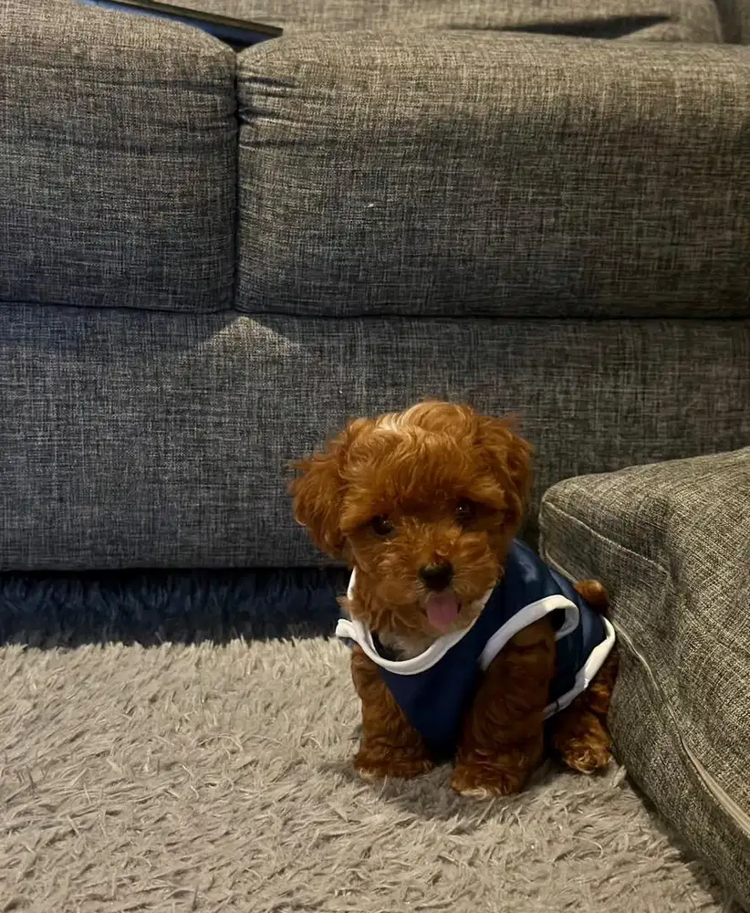 Teacup poodle betina 3 bulan