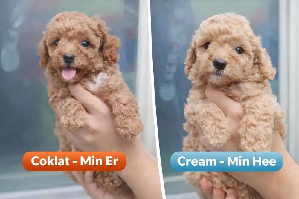 anjing poodle betina