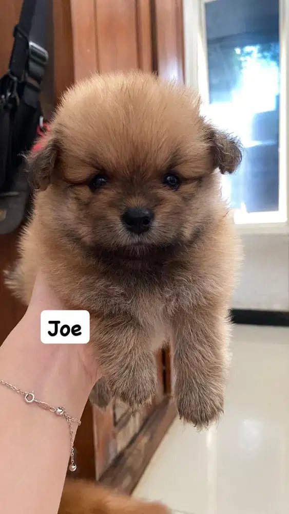 anjing minipom jantan