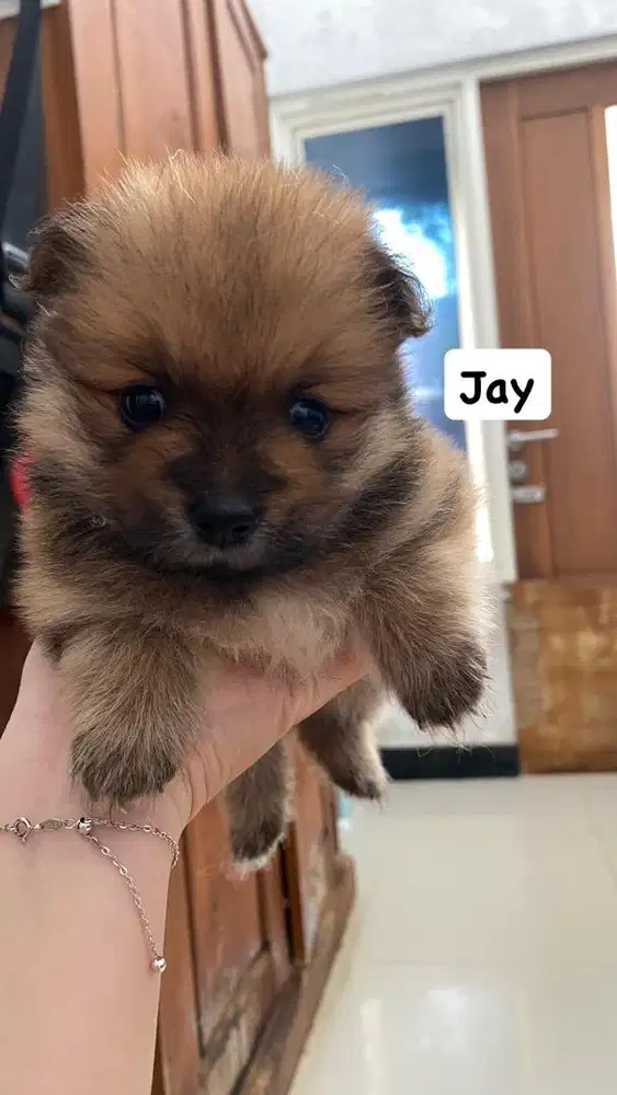 anjing minipom jantan