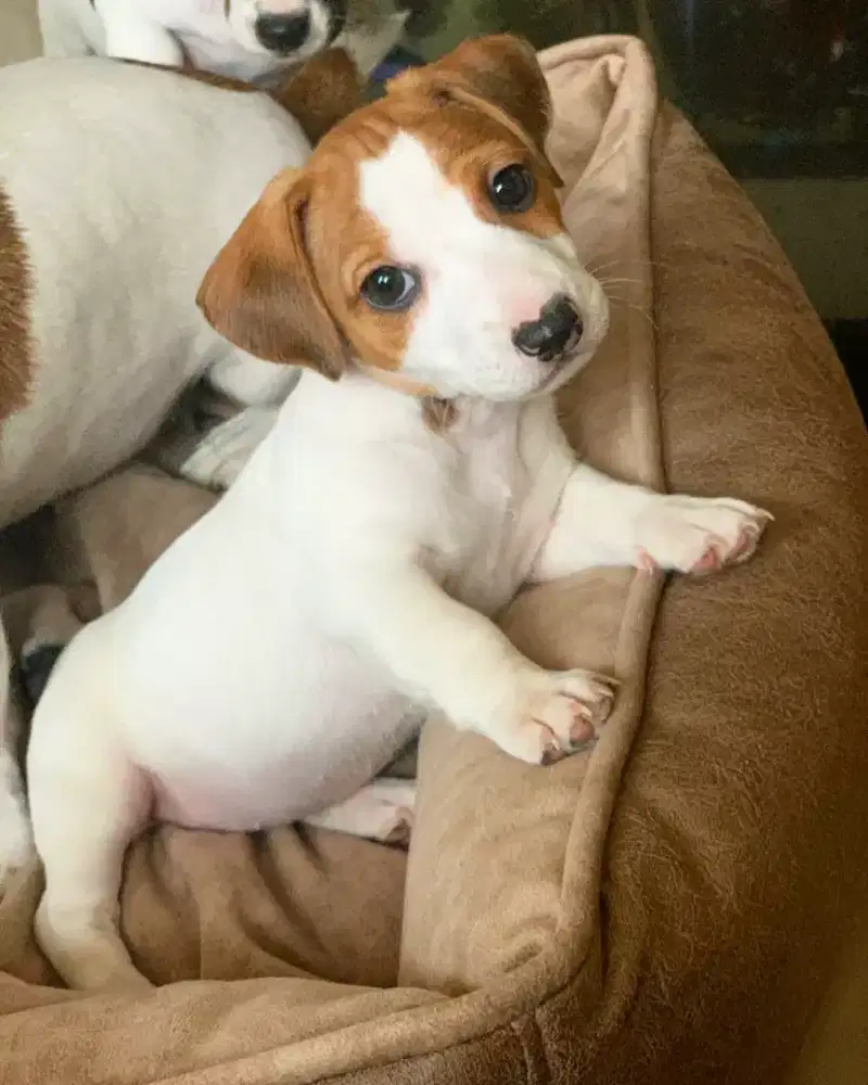 JUAL ANJING JACK RUSSEL MURAH DAN SEHAT