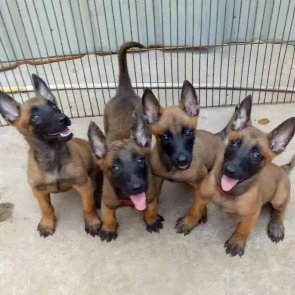 ANJING BELGIAN MALINOIS PINTAR DAN MUDAH DILATIH