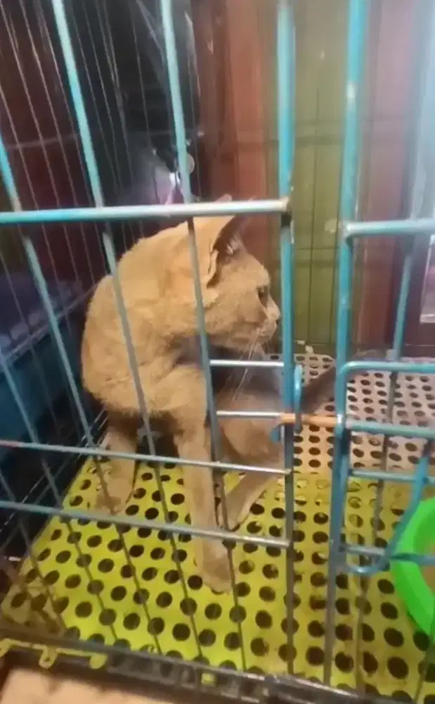 Kucing betina abu solid