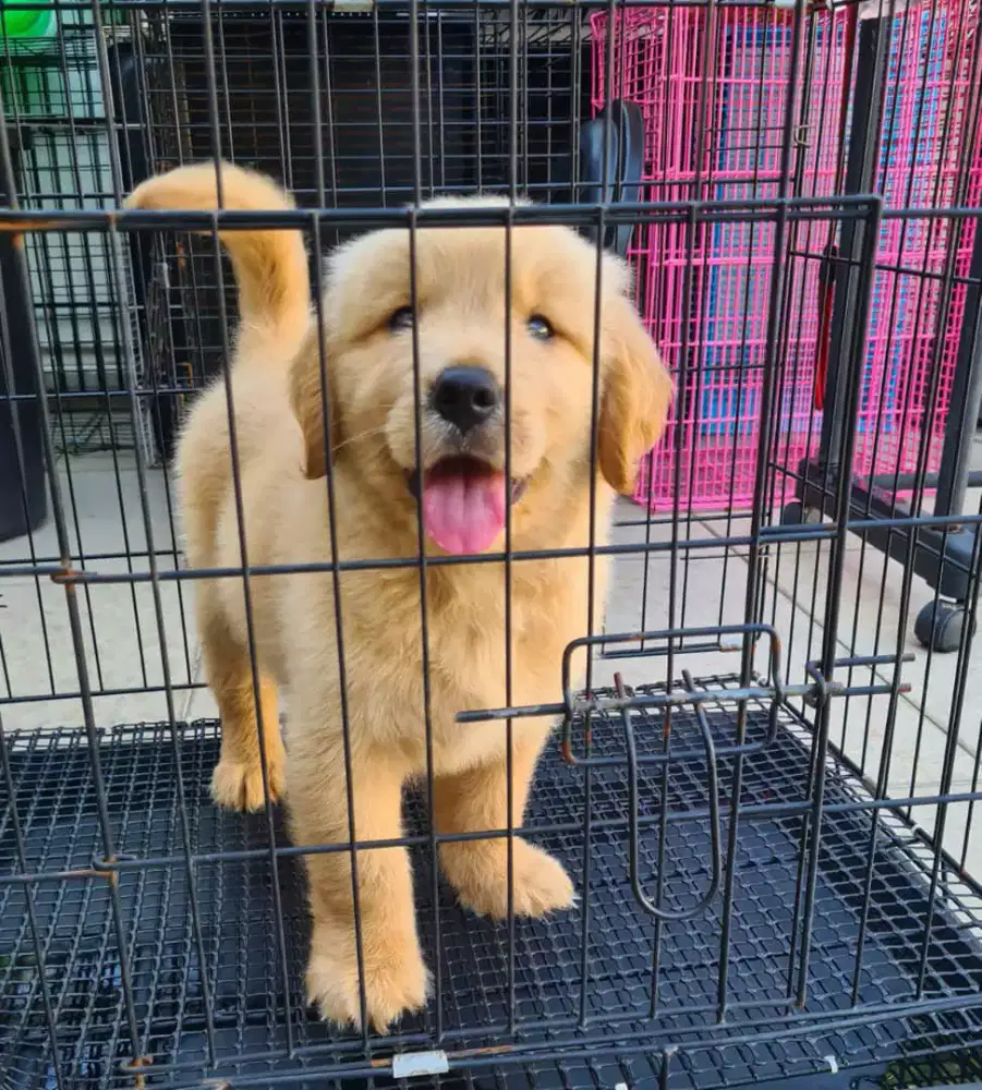 ANJING GOLDEN RETRIEVER FRIENDLY DAN SANGAT PENURUT