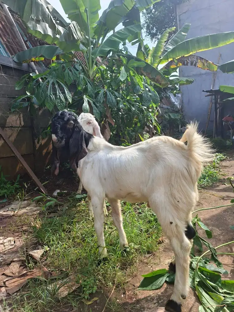 kambing kurban dan aqiqah etawa senduro