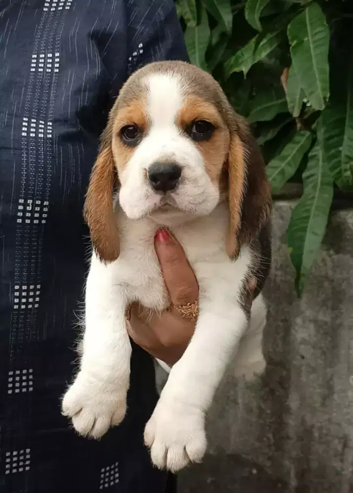 ANJING BEAGLE JANTAN SEHAT DAN LINCAH