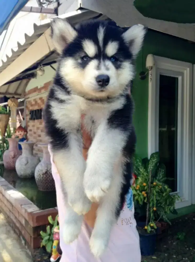 ANJING SIBERIAN HUSKY SUDAH VAKSIN