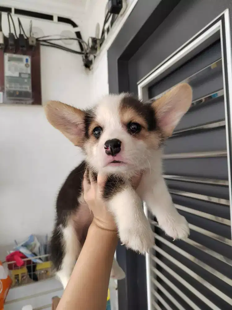 ANJING CORGY KAKI PENDEK CEPER