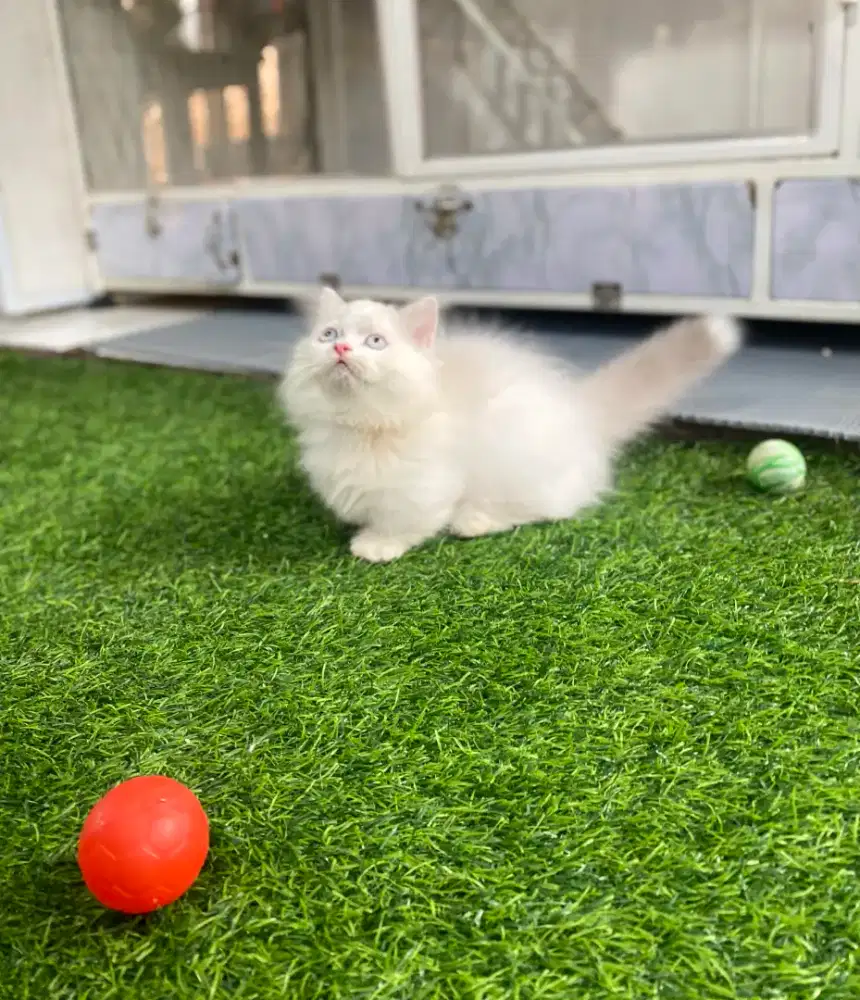 Kucing kiitten munchkin lucu cebol