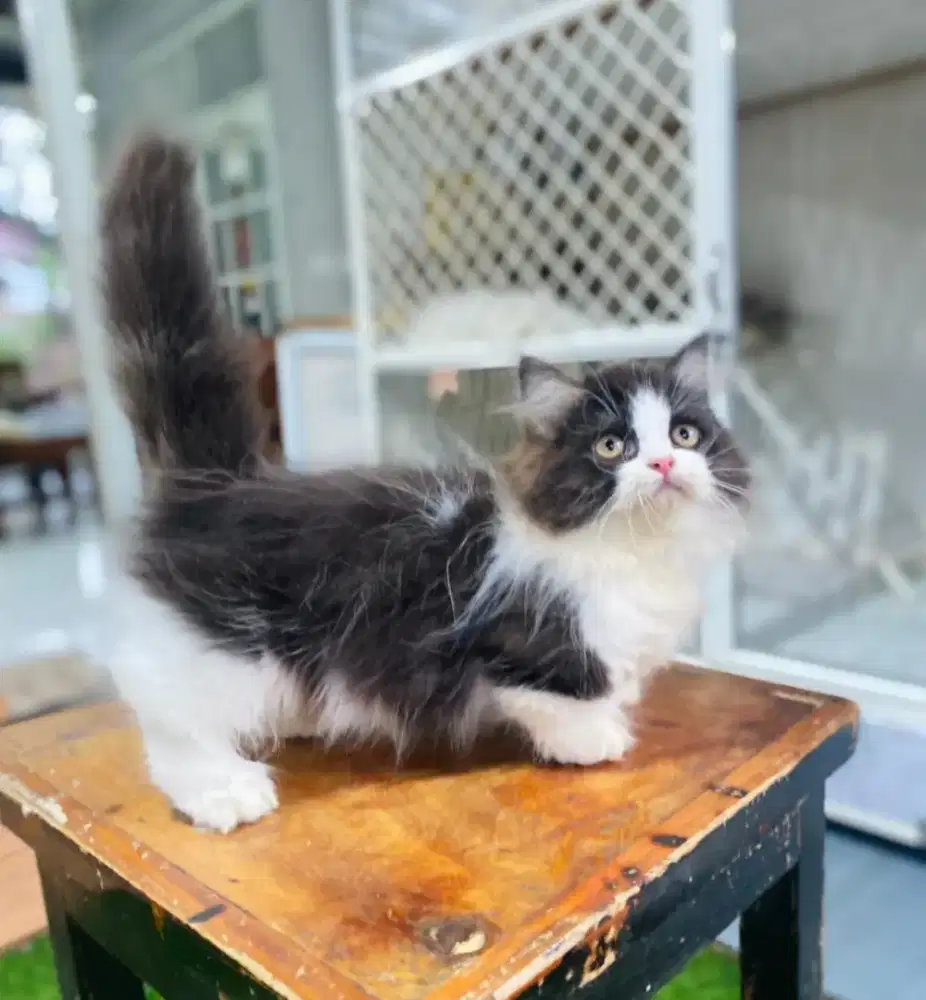 Kucing kitten munchkin lucu cebol
