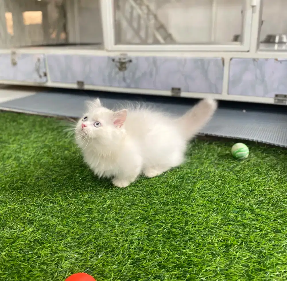 Kucing kitten munchkin llucu cebol