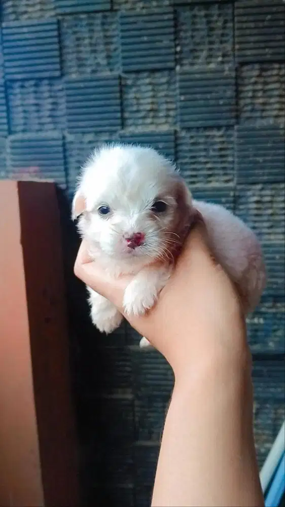 ANAK MINIPOM MIX TOY PODDLE