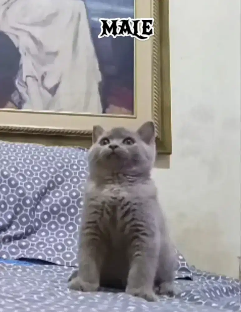 British ShortHair BSH Kitten