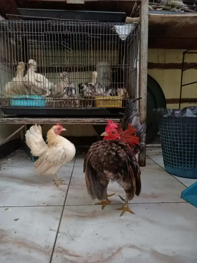 Sepasang ayam serama