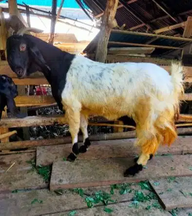 3 ekor kambing betina superan 50kiloanUP siap qurban 2026 majir afkir