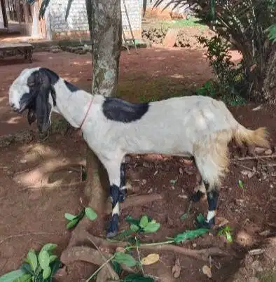 3 ekor kambing betina superan 50kiloanUP siap qurban 2026 majir afkir