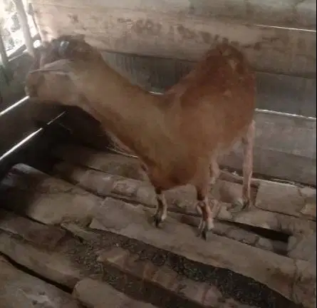 3 ekor kambng betina ex kamper 3-4 tahunan 50kiloanUP siap qurban 2026