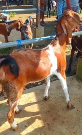 3 ekor kambing betina qurban 2026 50kiloUP 3-4 thn afkiran majir puas