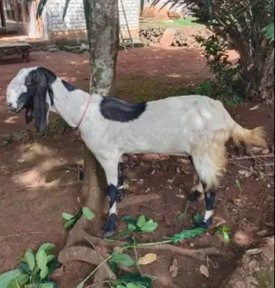 3 ekor kambing betina qurban 2026 50kiloUP 3-4 thn afkiran majir puas