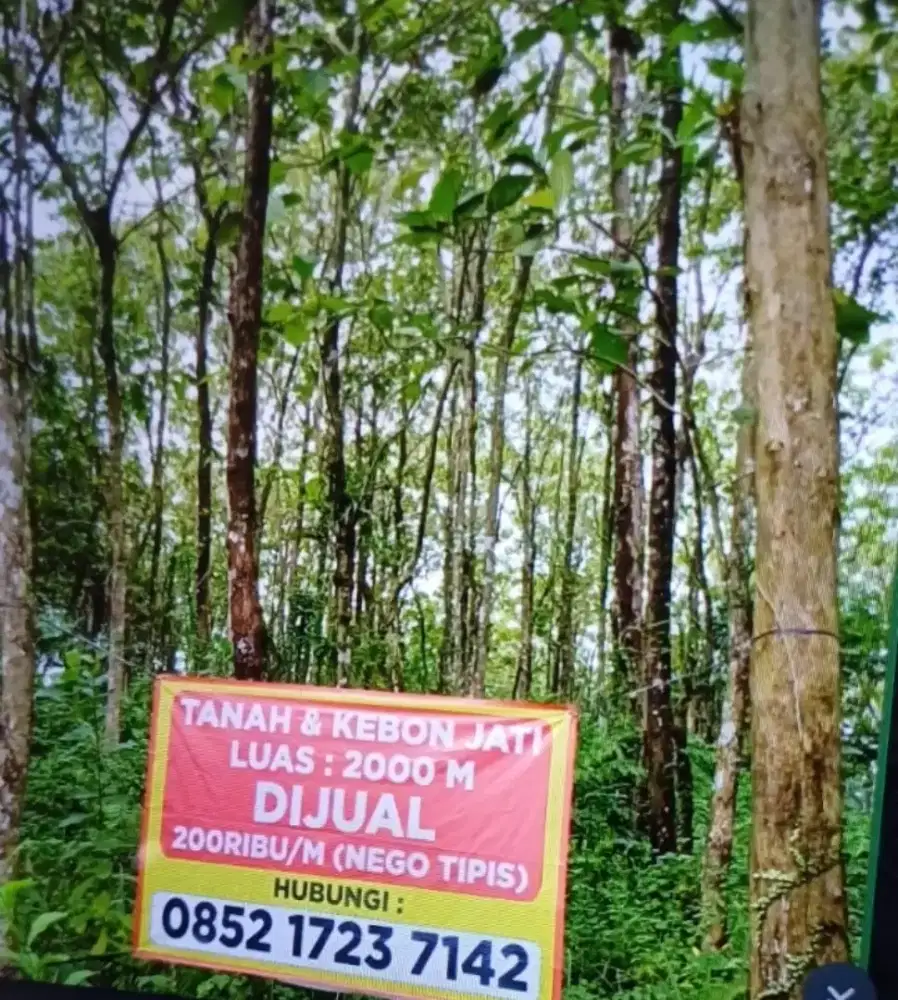 Tanah dan Kebon Jati Siap Panen