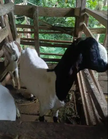 3 ekor kambing betina superan 50kiloanUP 3-4 tahun siap kurban 2026 ok