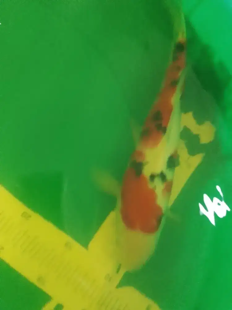 Ikan koi jenis Sanke 34cm pola bagus