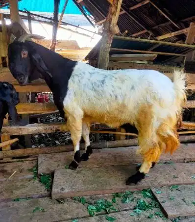 3 ekor kambing betina 50kiloanUP 3-4 thn siap kurban 2026 majir afkir