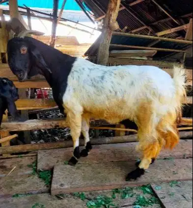 3 ekor kambing betina 3-4 thn 50kiloanUP majir afkir siap kurban 2026