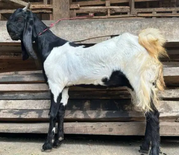 3 ekor kambing betina 3-4 thn 50kiloanUP majir afkir siap kurban 2026