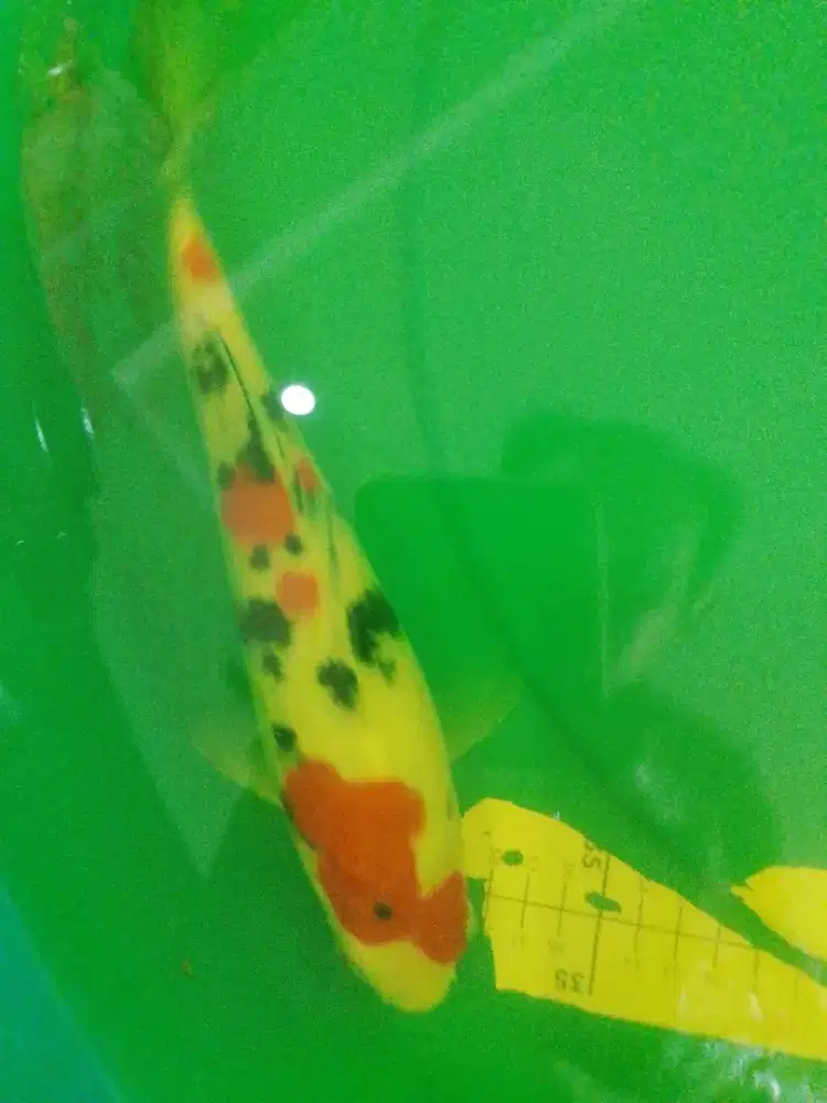 Ikan koi jenis Sanke 30cm bagus pola