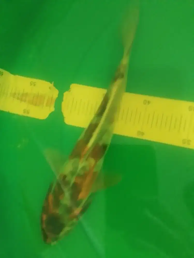 Ikan koi jenis Kikokuryu 29cm pola sangar