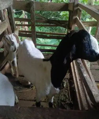 3 ekor kambing betina siap kurban 2026 50kiloanUP 3-4 thn ex kamper ok