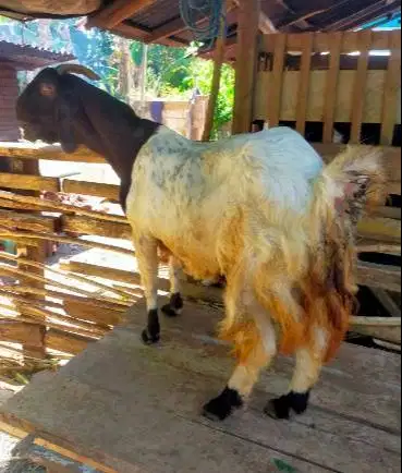3 ekor kambing betina siap kurban 2026 50kiloanUP 3-4 thn ex kamper ok