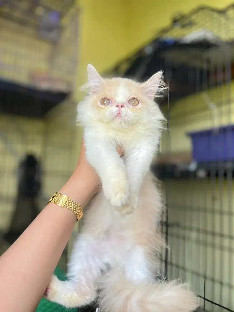 Persia peaknose jos murmer